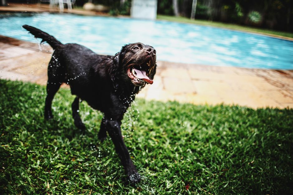 Photo by Helena Lopes on Pexels